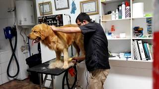 Uso de la herramienta para deslanar FURminator