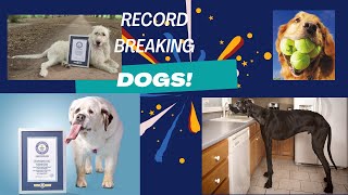 5 Amazing Dogs That Made The Guinness World Record | Incredible Canine Achievements! #worldrecord