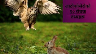 # लाटोकोसेरोको १० रोचक तथ्यहरु # Amazing facts of Owl #Owl #लाटोकोसेरो #laxmi loksewagyan #surendra