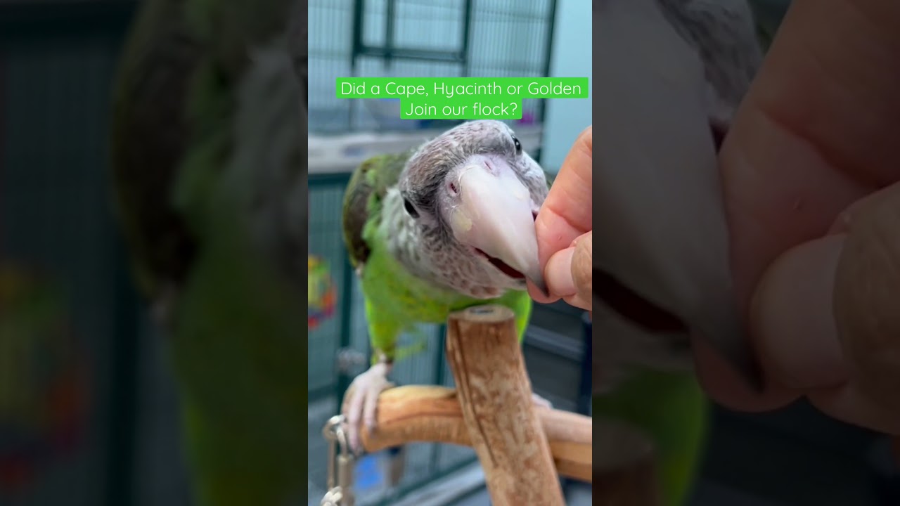 Guess: Did a Cape, Hyacinth or Golden Join Our Flock? 