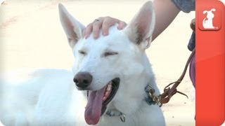Brain cancer survivor finds miracle in service dog - Healing Power of Pets