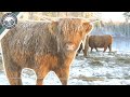 Getting Cattle Through The Winter