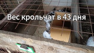 Вес кольчат в 43 дня.