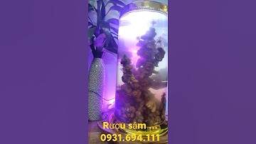 Sâm ngâm rượu...0931694111