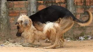 Great VillageDogs!!!!! Shepherd Meeting Dandie Dinmont Terrier In t...
