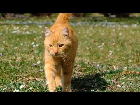 Cats are known for their playful and curious nature