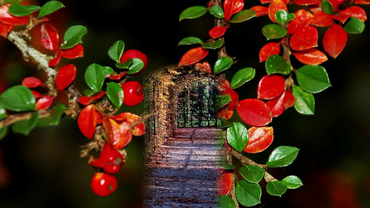 YouTube에서 Memory Played by the Mantovani Orchestra-Tribute to a Beautiful Autumn 보기 YouTube에서 Memory Played by the Mantovani Orchestra-Tribute to a Beautiful Autumn 보기