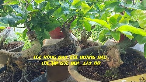 Đã hết /CÚC RỒNG BAY.CÚC HOÀNG HẬU. CÚC VIP GỐC ĐẸP LẤY BO