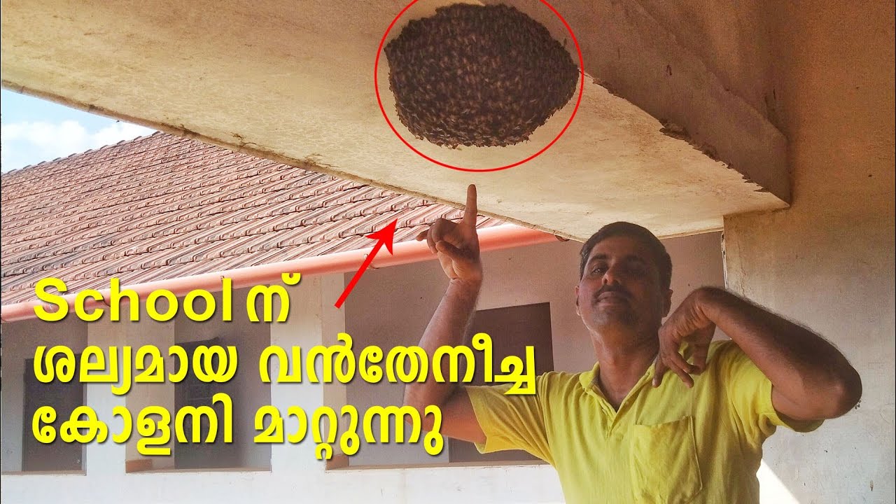 honey-bee-hive-removel-malayalam-vantheneecha-colony-removel-honey