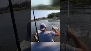 The BEST Cut Bait #fishing #kayakfishing #inshorefishing #saltwaterfishing #destinfishing