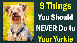 9 Things You Must Never Do to Your Yorkshire Terrier by Fluffy Dog Breeds 89 views 1 year ago 4 minutes, 36 seconds
