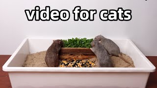 Cat TVrats for cats and dogs to watchvideo to relax your pets