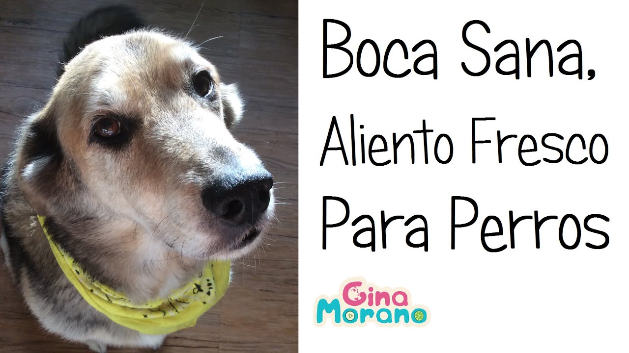 como chupar el penoso aliento a mi perro