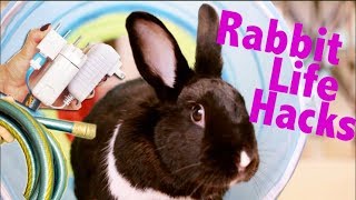Hi guys! Welcome to our channel. Lennon is a free-roam (no cage), Havana-mix bunny! Don