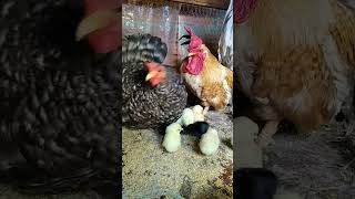 Pintos Nagasaki Nascidos Em 08072023