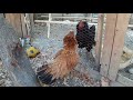 Tavuk kavgası