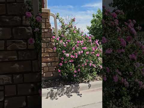 Cute Pink Flowers