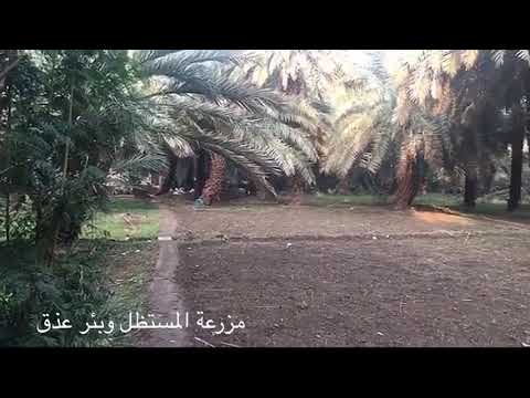 مزرعة المستظل وبئر عذق