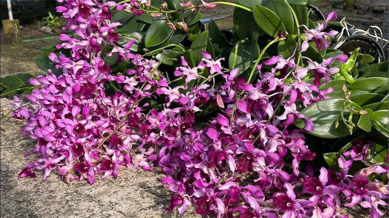 HỒ ĐIỆP, DENDRO CÁC LOẠI GIÁ IU THƯƠNG,....❤️☎️0903177978