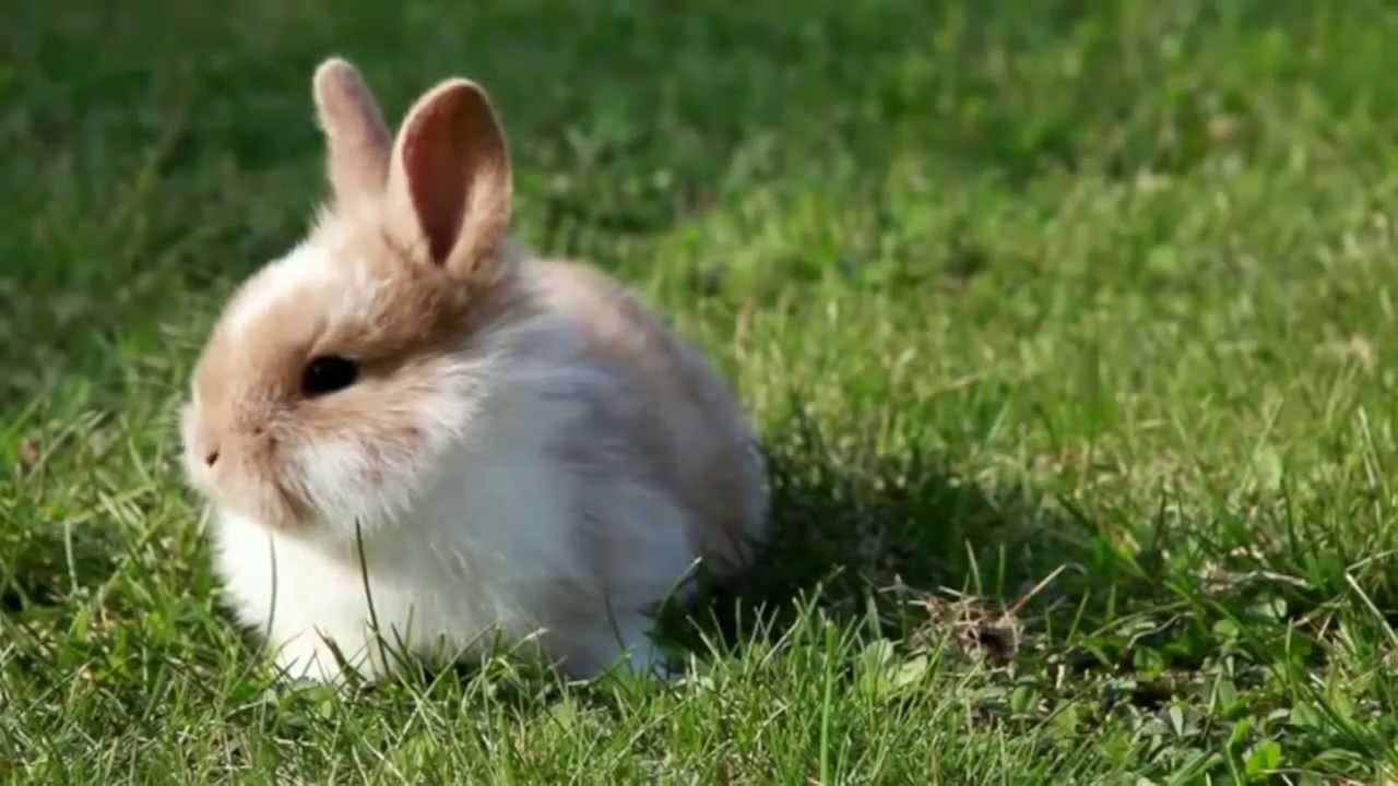 Modern animals. A Rabbit to Wash.