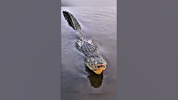 Crocodile Trick😨