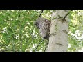 Barred owl displays zygodactylic ability