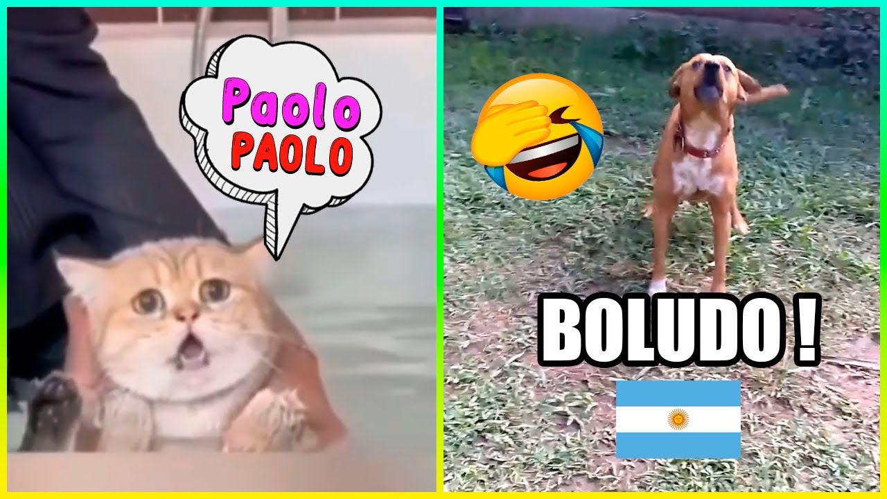 Animales Graciosos Que Hablan 😂 Parte 2 Animales Graciosos Que Hablan 😂 Parte 2