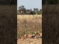 Kesa laga aaj ka shot #cricket #viral #trending