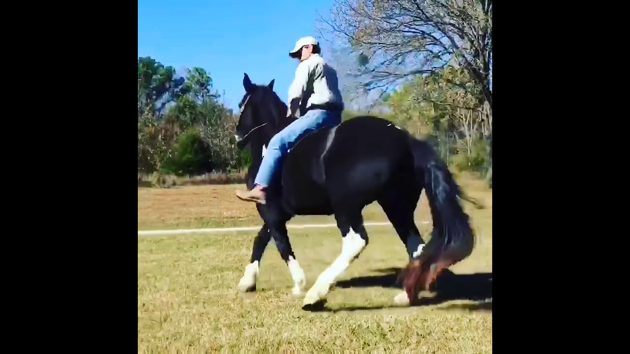 Josh Guin side passing on his horse “Shire”.