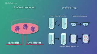 3D cell cultures: improving drug candidate testing