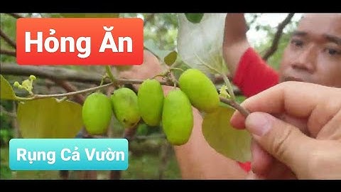Táo Năm Nay Bung - Toang l Núi Đồi Lục Ngạn