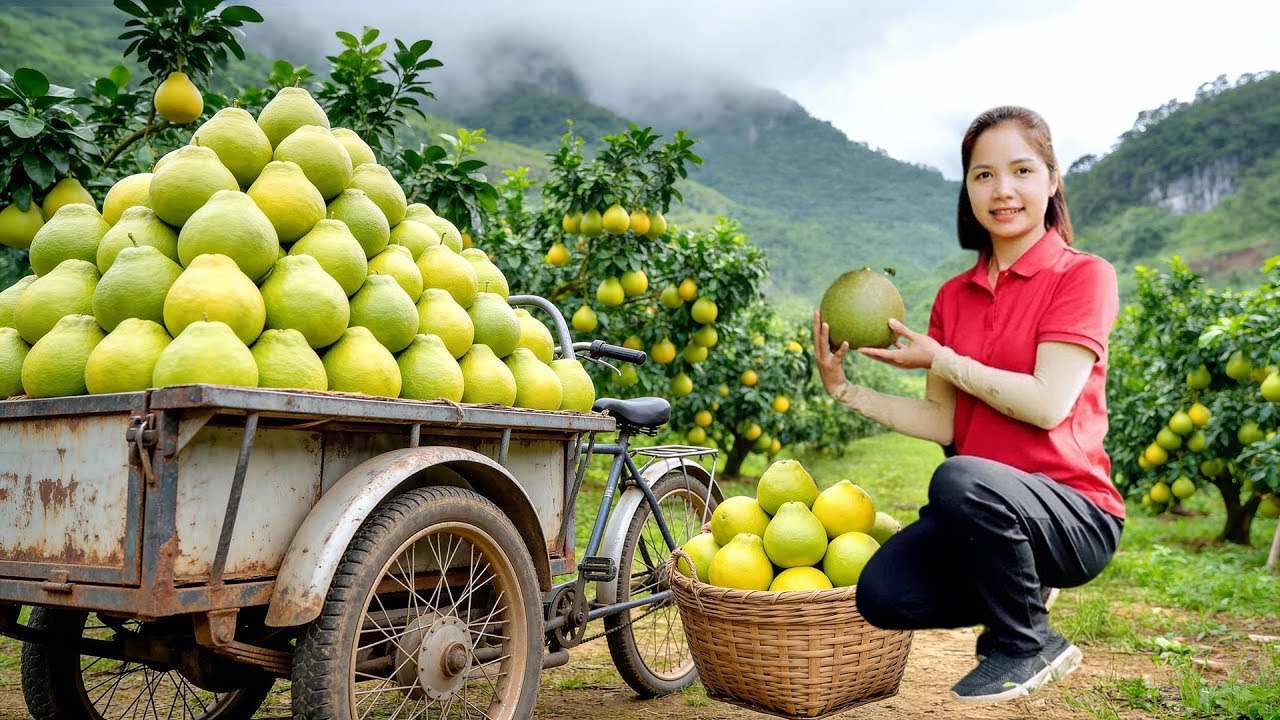 Harvesting Many Giant Green Skinned Grapefruit Goes To Market Sell, Buy Gifts for Daughter