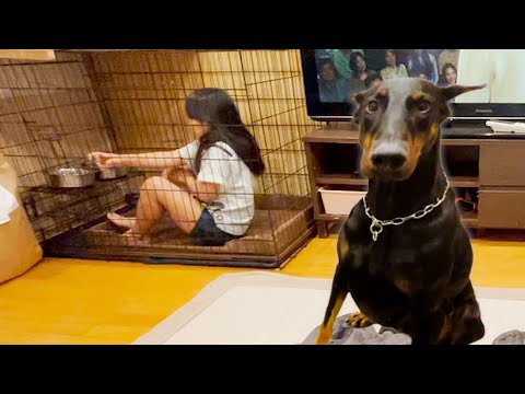 ドーベルマンと次女の遊び方が斬新過ぎる