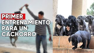 1º DIA ENTRENAMIENTO CONSEJOS DE LOS CACHORROS DE X-MAN CANE CORSO