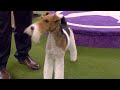 'Vinny' the Wire Fox Terrier wins the 2020 Westminster Dog Show terrier group