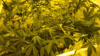 How to Grow DWC Cannabis pt 4