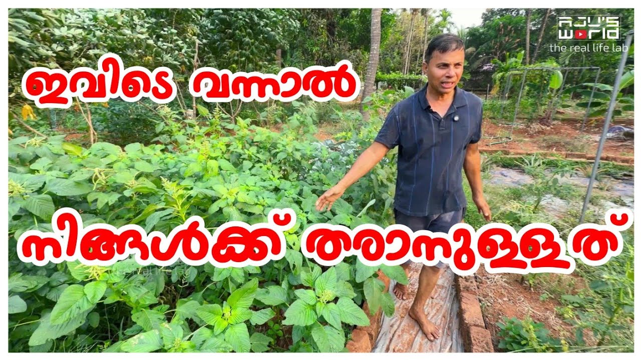  എനിക്ക് ഇവിടെ നിന്ന് നിങ്ങൾക്ക് തരാനുള്ളത്..Family vlog /A day in my life /Agriculture tips