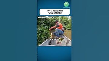 Móc Cá 0.5kg Làm Mồi – Vậy Cá Gì Cắn Câu? #shorts #khamphathegioithuvi