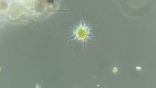 Amoeba In Phase Contrast
