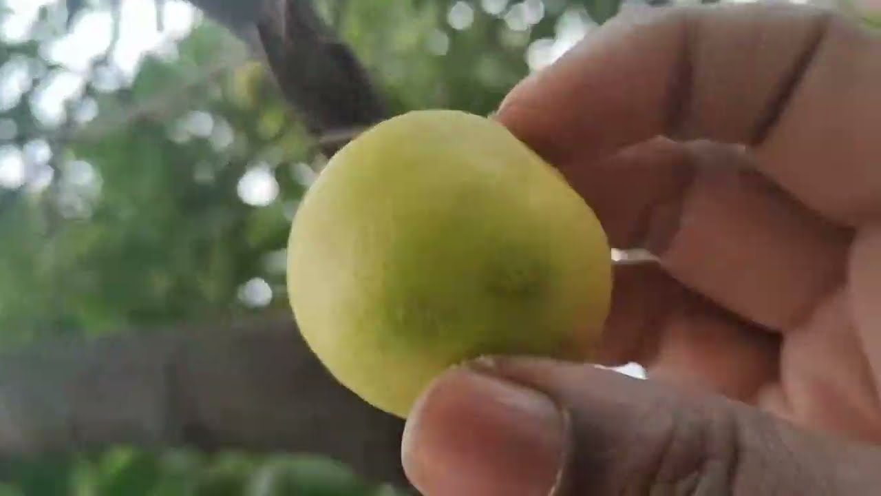 Our organic lemon orchard: A daily harvest 
