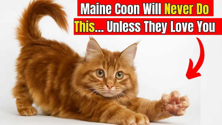 Video 11506181: maine coon cat facts, cat don