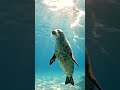 Weddell Seals Make Antarctica Feel Surprisingly Peaceful 🦭❄️