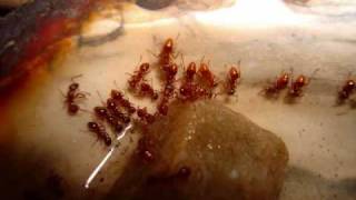 The Story of My Ant Colony: Myrmica rubra