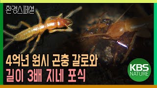 몸길이 3배 긴 지네 잡아먹는 4억년 원시곤충 갈로와 [환경스페셜-화석곤충 갈로와 4억년 생존의 비밀] / KBS 19991103 방송