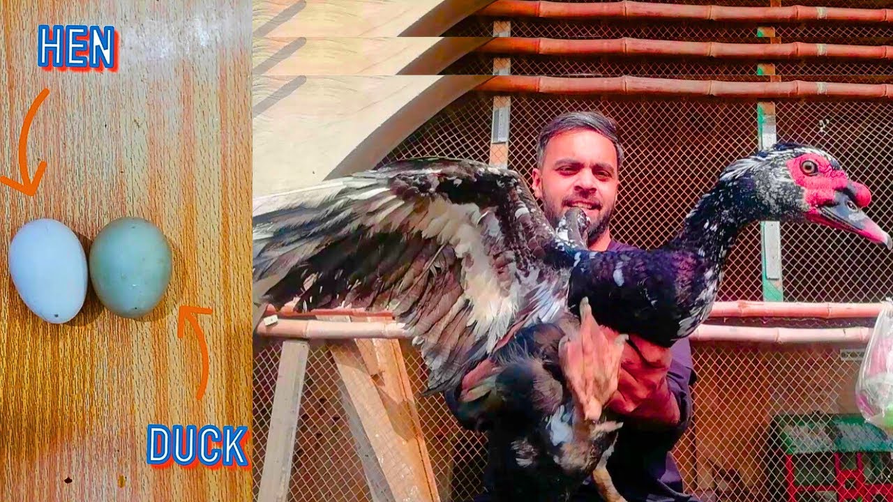 Duck Nay Egg Dey Diya Finally | duck ka anda kaisa hota hai - YouTube