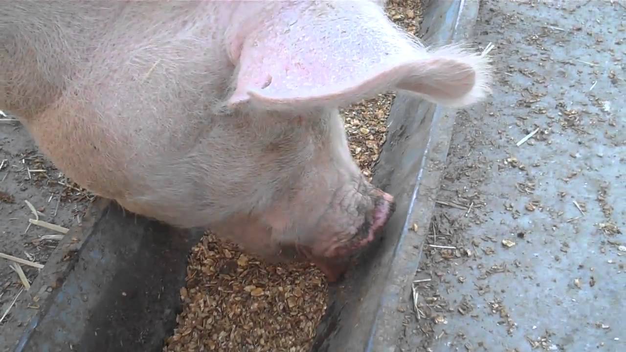 Pig Eating From Trough Close Up YouTube Pig Eating From Trough Close Up YouTube