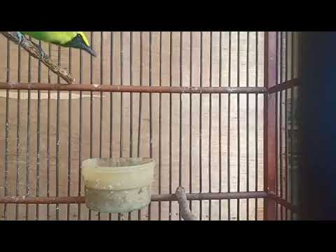 Kicauan Burung Hijau Sami Cucak Ijo Cucak Rante Gacor Full Isian
