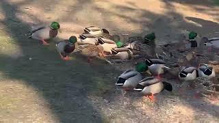 : A Waddling of Mallards and an American Wigeon