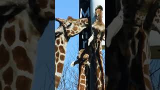 Giraffe Girl Dinner  #wildlife #zoo #animals