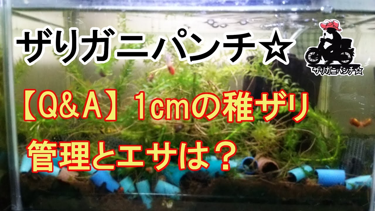 ザリガニq A 1cmの稚ザリ 管理とエサはどうすればいいの Youtube